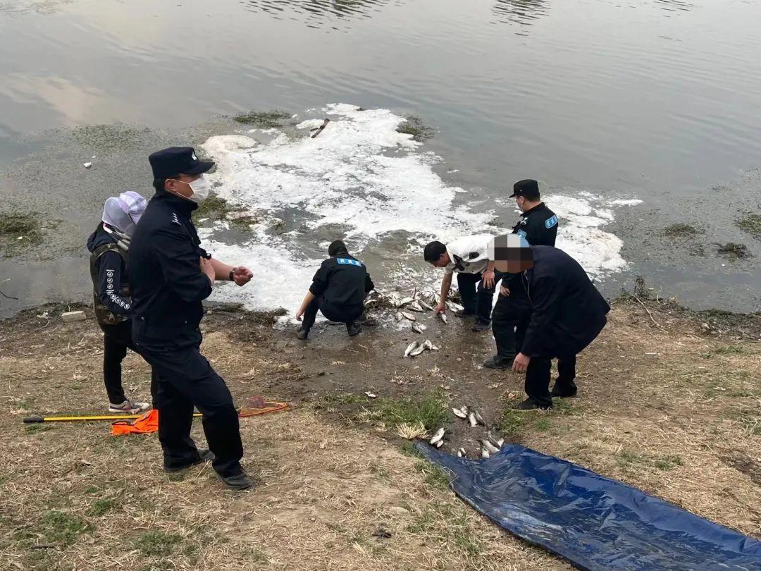 电鱼视频揭秘，神秘水下世界的探索之旅