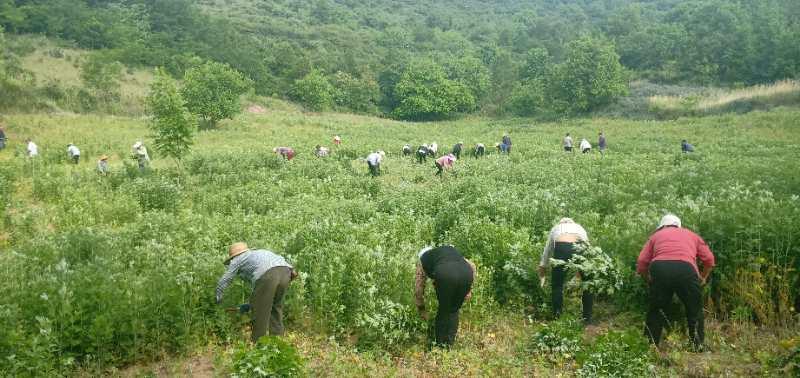 高山镇最新新闻速递